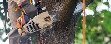 Best Commercial Tree Services  in Neptune Beach, FL