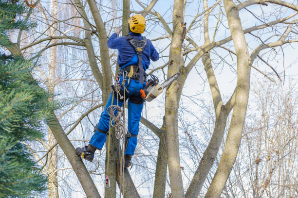 Best Arborist Consultation Services  in Neptune Beach, FL