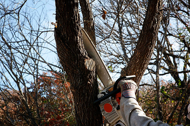  Neptune Beach, FL Tree Services Pros