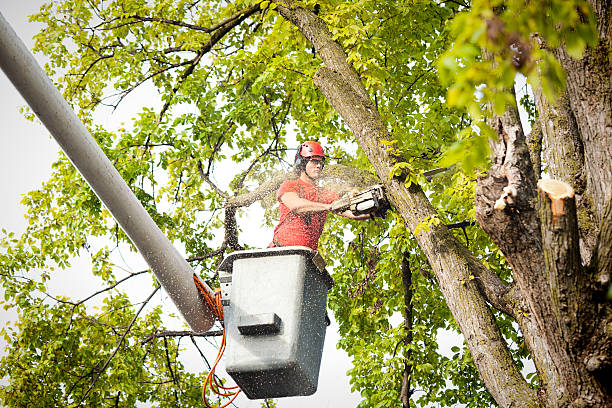 Best Fruit Tree Pruning  in Neptune Beach, FL