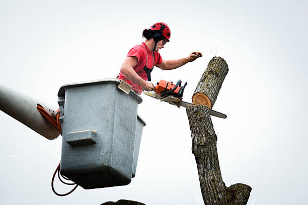 Best Tree Risk Assessment  in Neptune Beach, FL