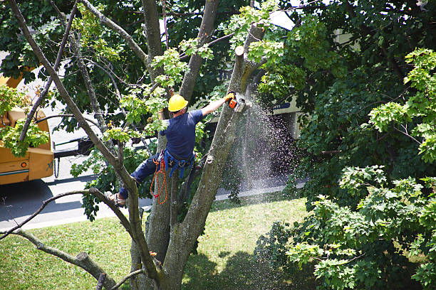 Best Tree Disease Treatment  in Neptune Beach, FL