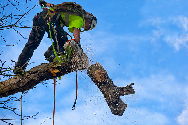 Best Root Management and Removal  in Neptune Beach, FL