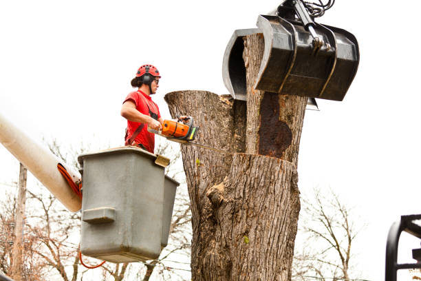 How Our Tree Care Process Works  in  Neptune Beach, FL